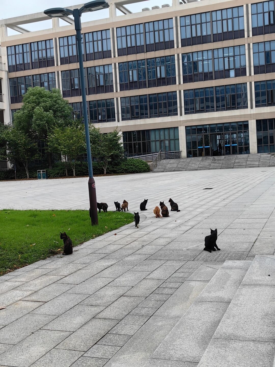 这就是传说中的猫猫大学吗[憧憬] ​​​