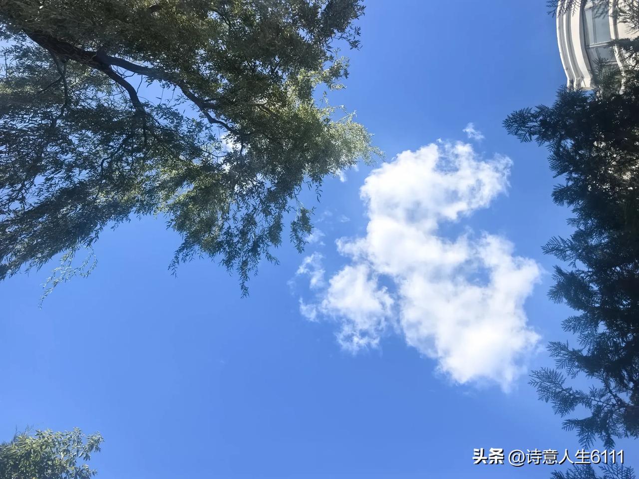 饭后陪老妈散步，看到这样的蓝天白云，心情太爽了。
秋日的天蓝得高远，蓝的空明剔透