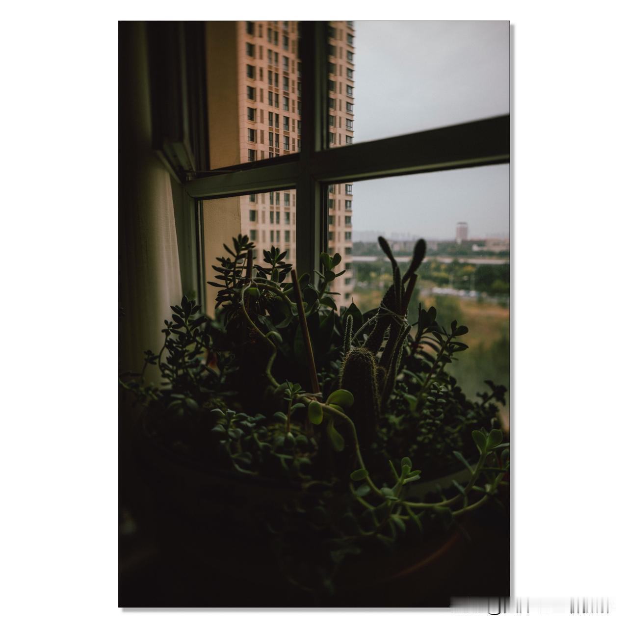 闲急无聊，翻出吃灰很久的佳能移轴镜头，拍几张照片，只为打扫一下镜头上积累的灰尘。