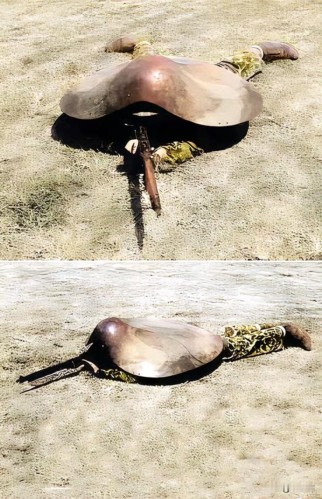 在战时伪装可是一门大学问，训练时伪装虽然代替不了战时，但灌输的伪装概念更代替不了