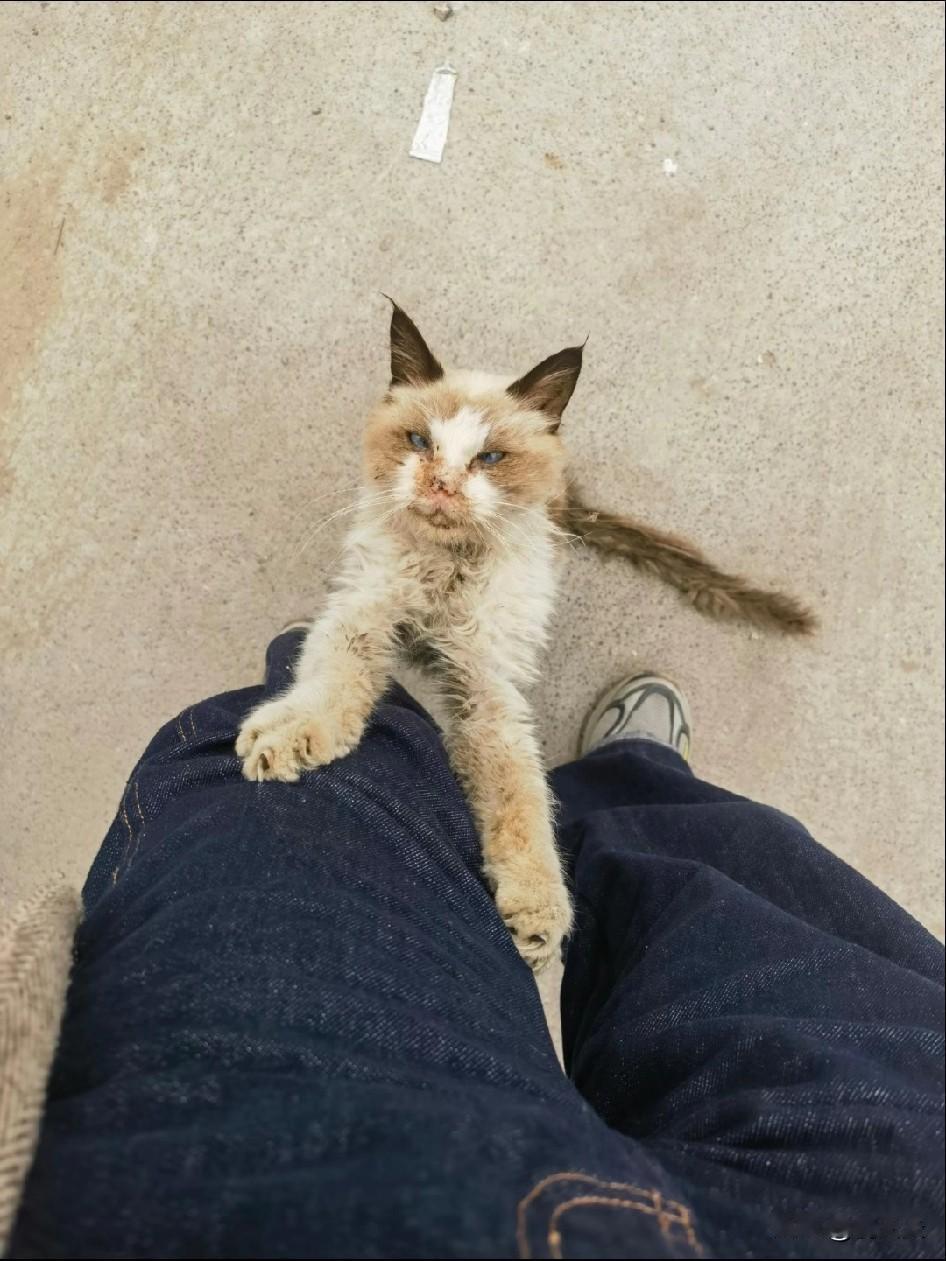 被流浪布偶缠上了！今早上班，我远远看见对向车道中间卧着团白乎乎的东西。走近一看，