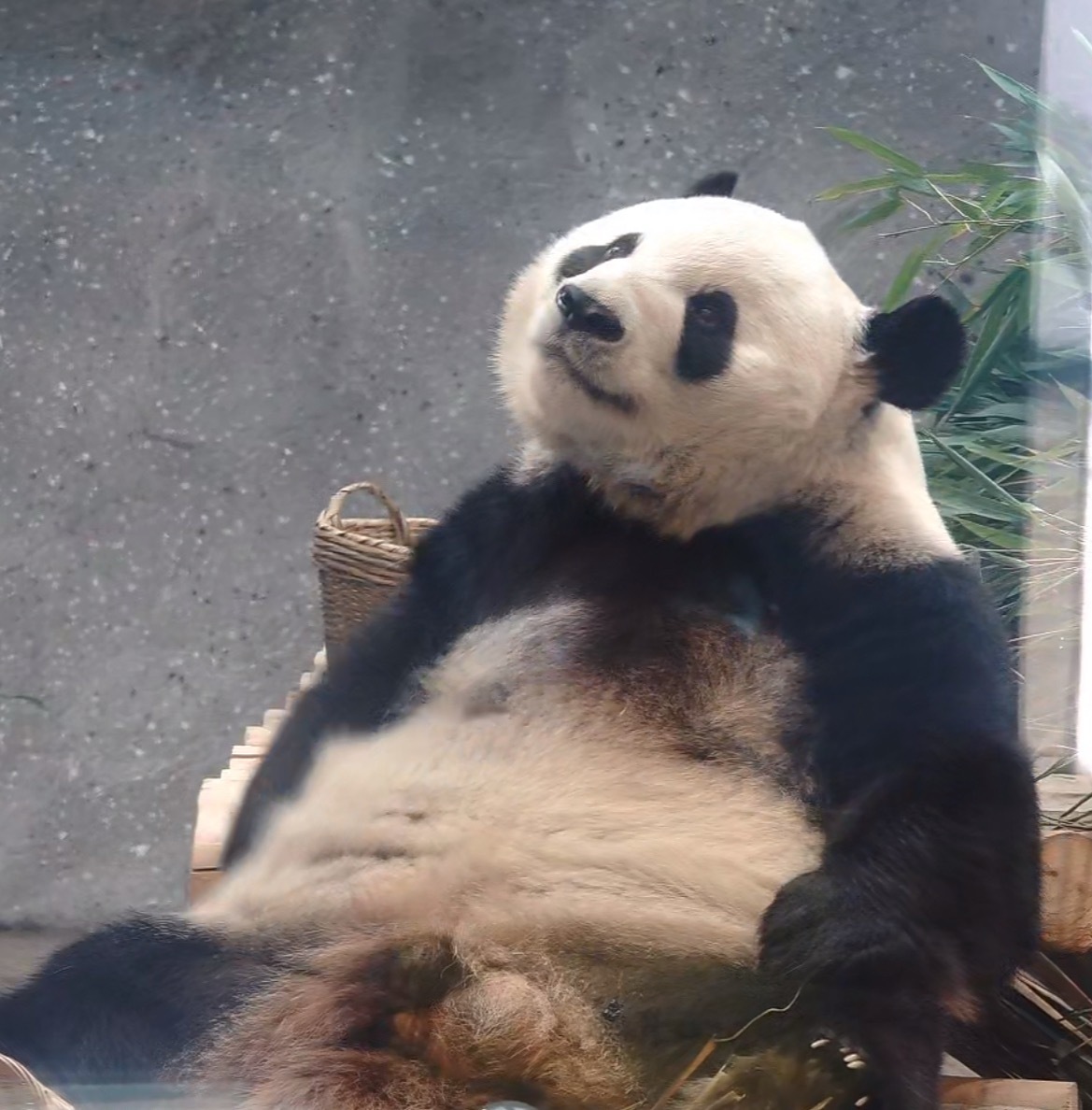 萌兰  人？啥时候让萌兰结束朝九晚六的牛马生活？大熊猫萌兰