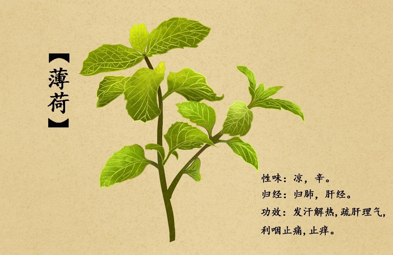 薄荷种植第一步：极易成功的繁殖。剪取10-15厘米健壮枝条，去除下部叶片，插入清