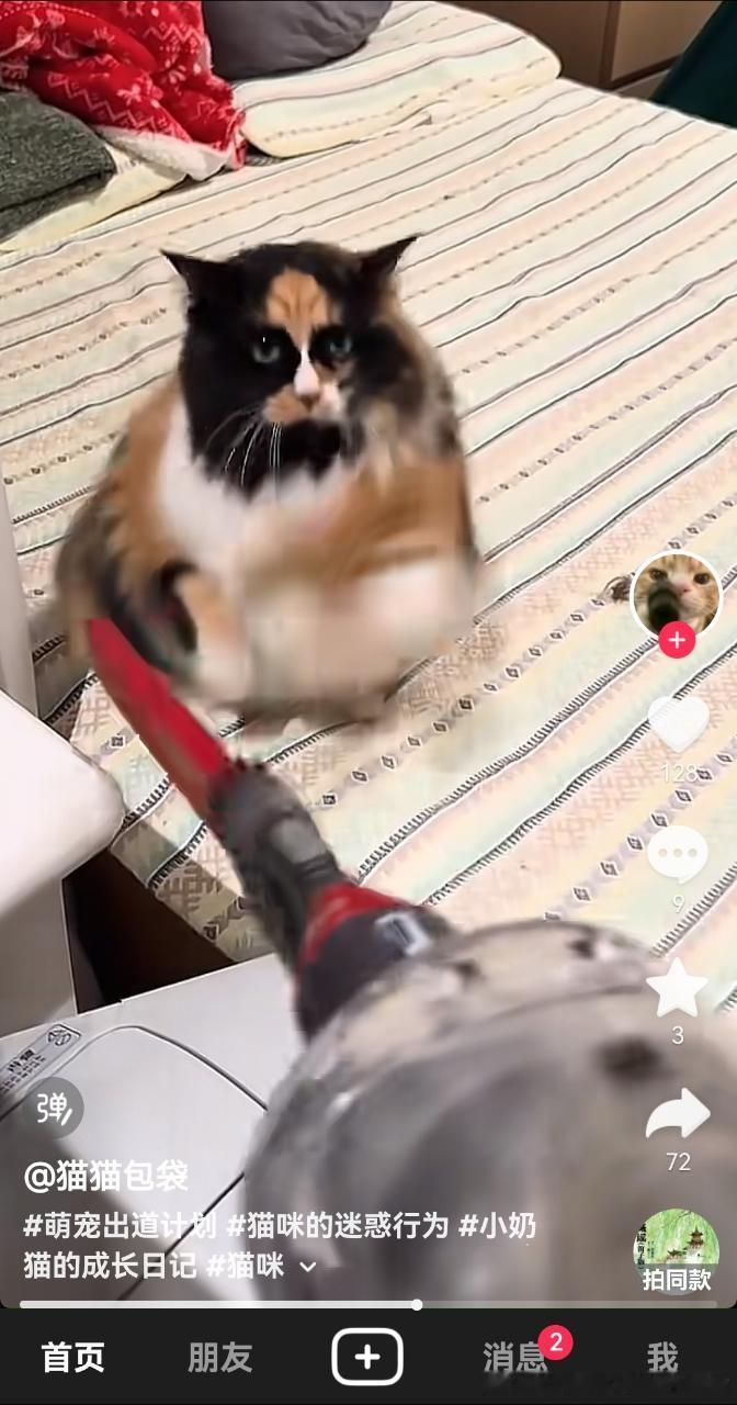 49732【丑猫】隔壁看到的，还以为能有多丑没想到这么丑，申请挑战丑猫之巅！ 