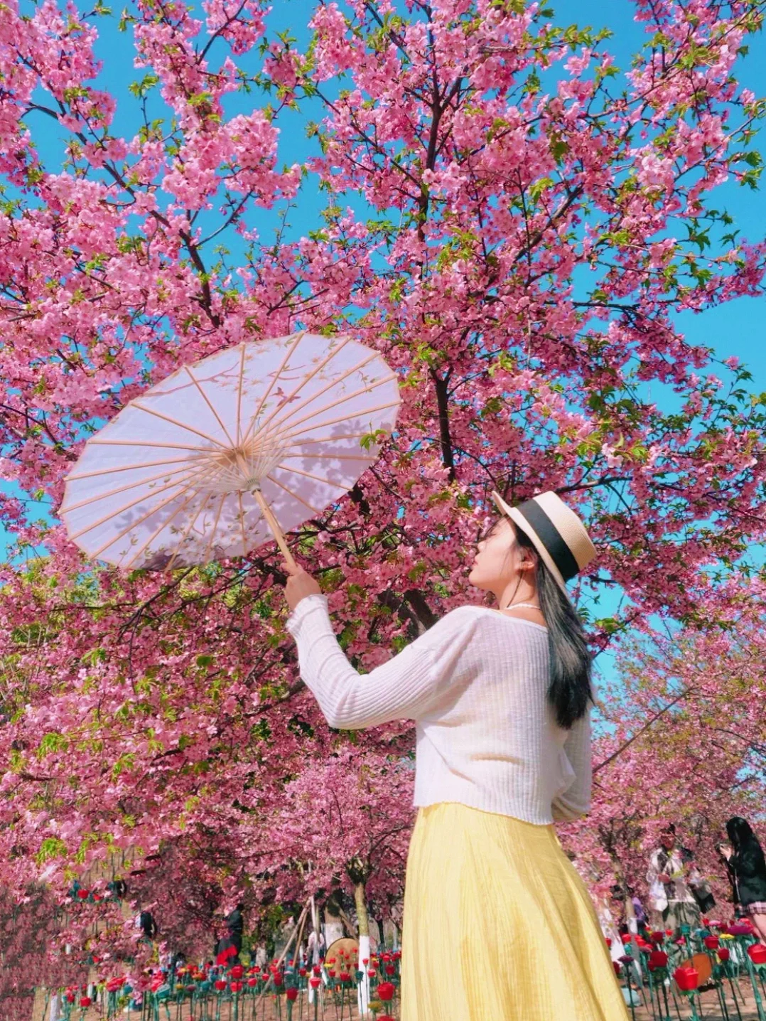 1月宠粉福利！免费寄送600元现金红包‼️‼