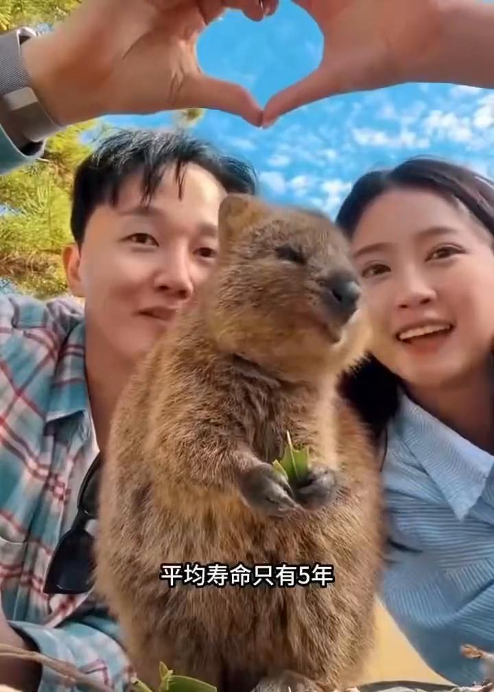 明明只是一片树叶，却能被它吃出薯片的感觉，它就是世界上最快乐的动物：短尾矮袋鼠。