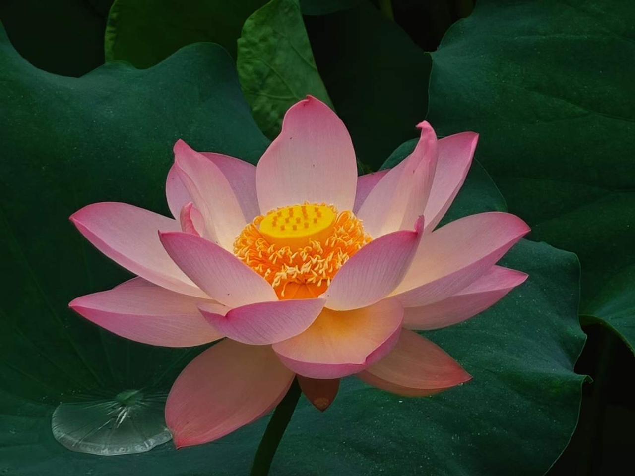 在四川大学当几天学生充充电，
海纳百川，有容乃大。
开心巴蜀，美丽四川。
下午继