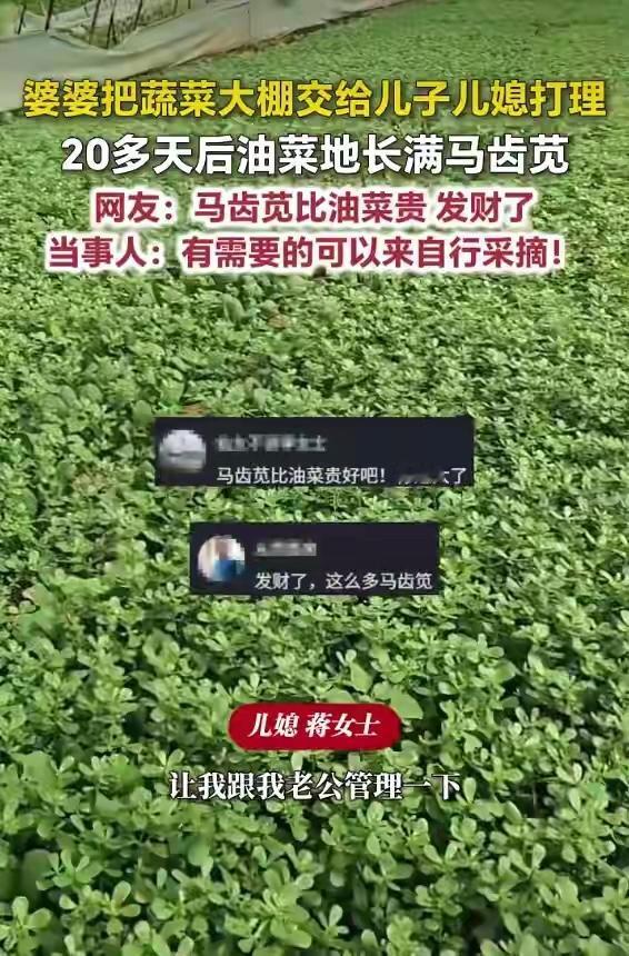 山东一户人家因老人住院，大棚没人精心看管，二十多天后油菜被马齿苋长满。本以为收成