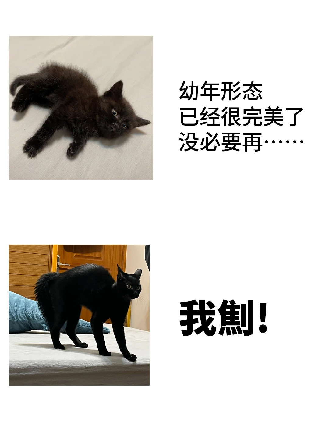 只能说黑猫的可塑性太强了