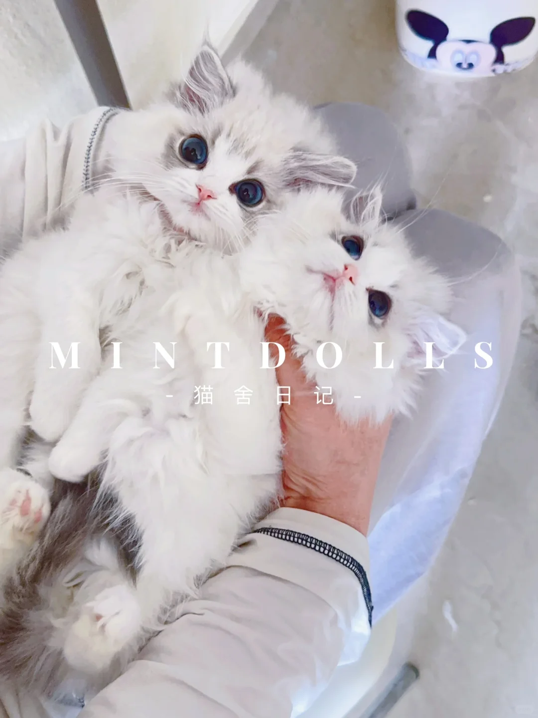这样的小猫我一口一个☝🏻👅