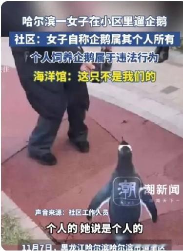 社区：违法
好像企鹅只生活在北极的禽类动物，除非动物园的观赏动物，在中国境内是没