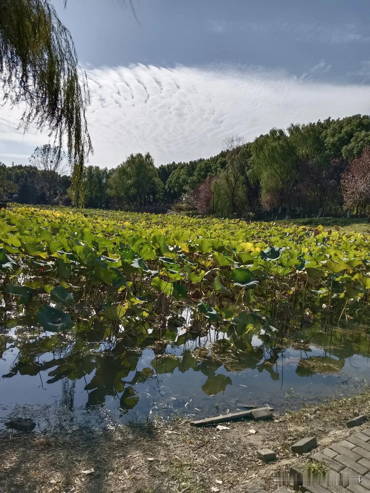 湿地公园的美丽风景
晒晒我相册里最美的风景 晒晒你拍的美景 看看公园美景 
湿地