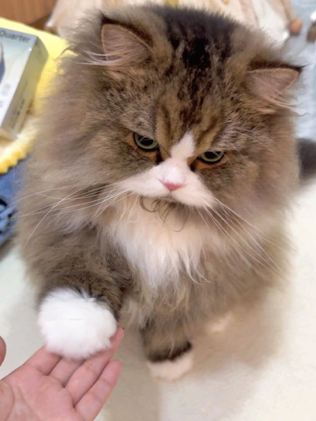 不考虑物种的话 我想和小猫结婚