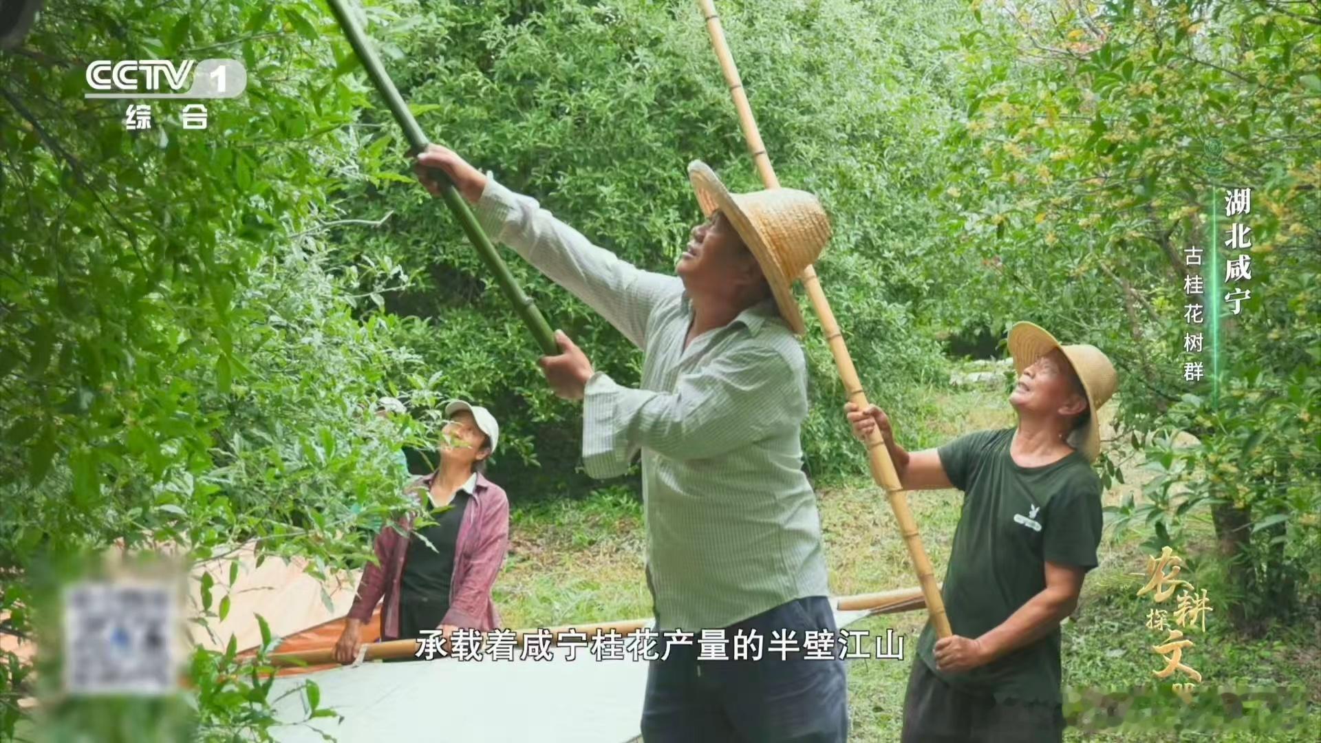 真的看到了桂花雨终于见到真桂花雨！长杆轻振的瞬间，课本里的画面就在眼前～ 