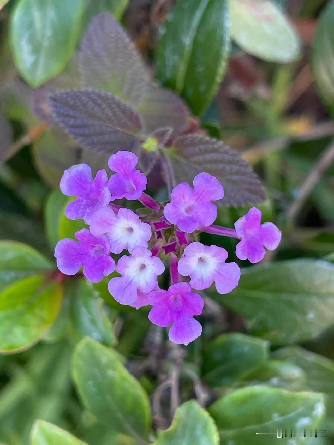 ～紫色馬纓丹～