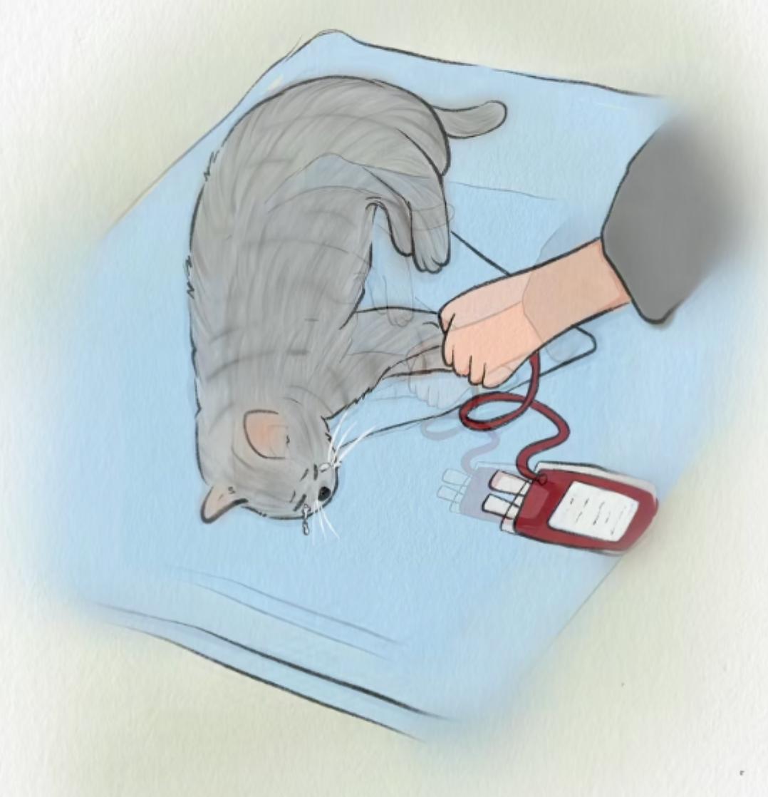 一只流浪猫被抽3-4袋血，一袋血卖800块。
这么恐怖吗？流浪猫们，自己找吃的，