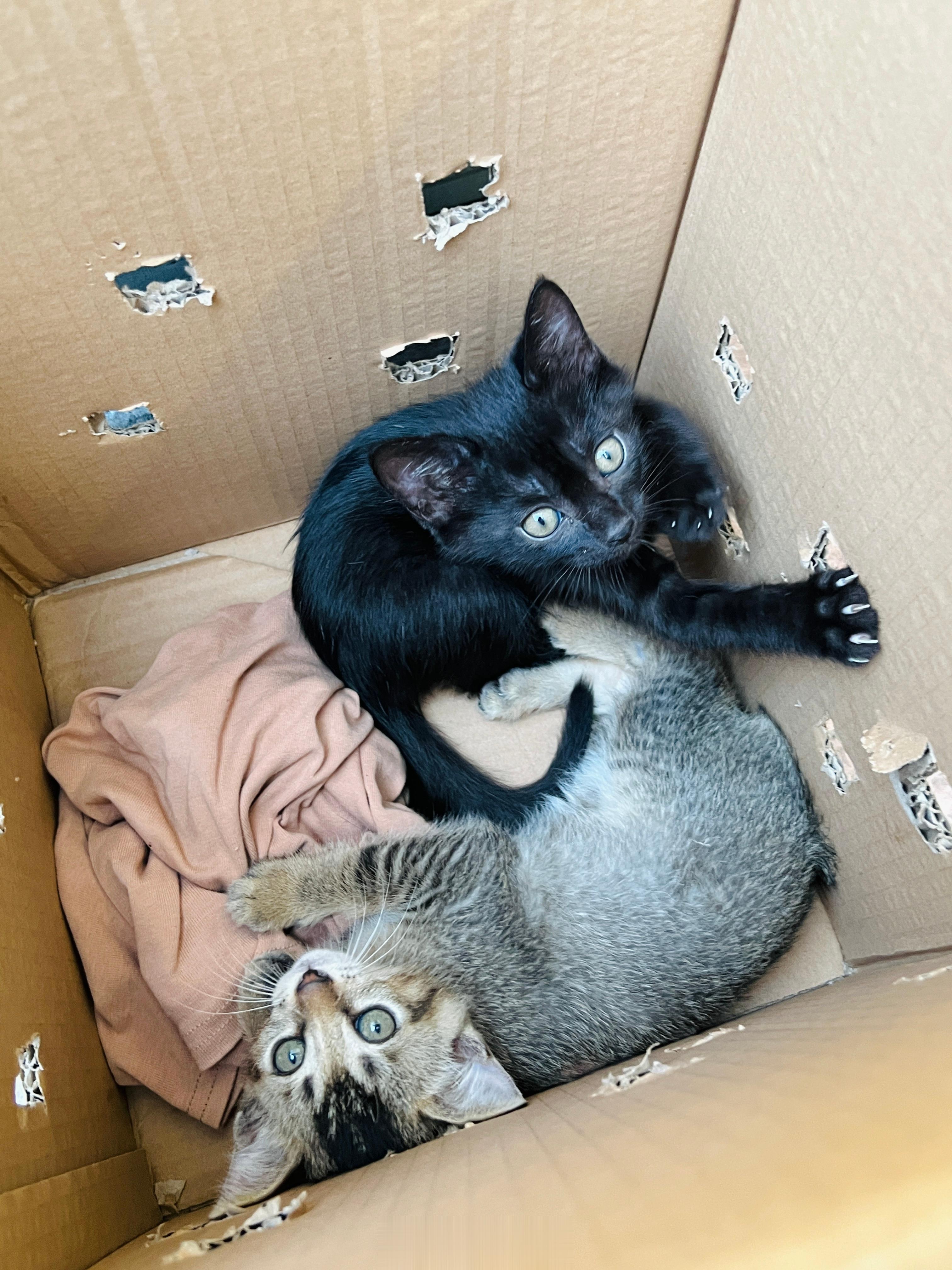 #广州领养##广州领养猫[超话]# 活力旺盛的黑黑虎斑兄妹，喜歡環抱打鬧、抱著就