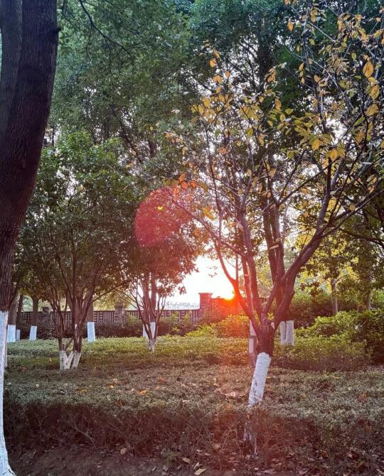余晖洒落大地🌳