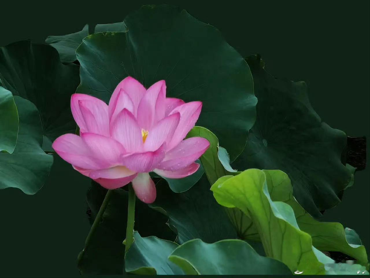 阳光信用  惟有绿荷红菡萏，卷舒开合任天真。——李商隐接天莲叶无穷碧，映日荷花别