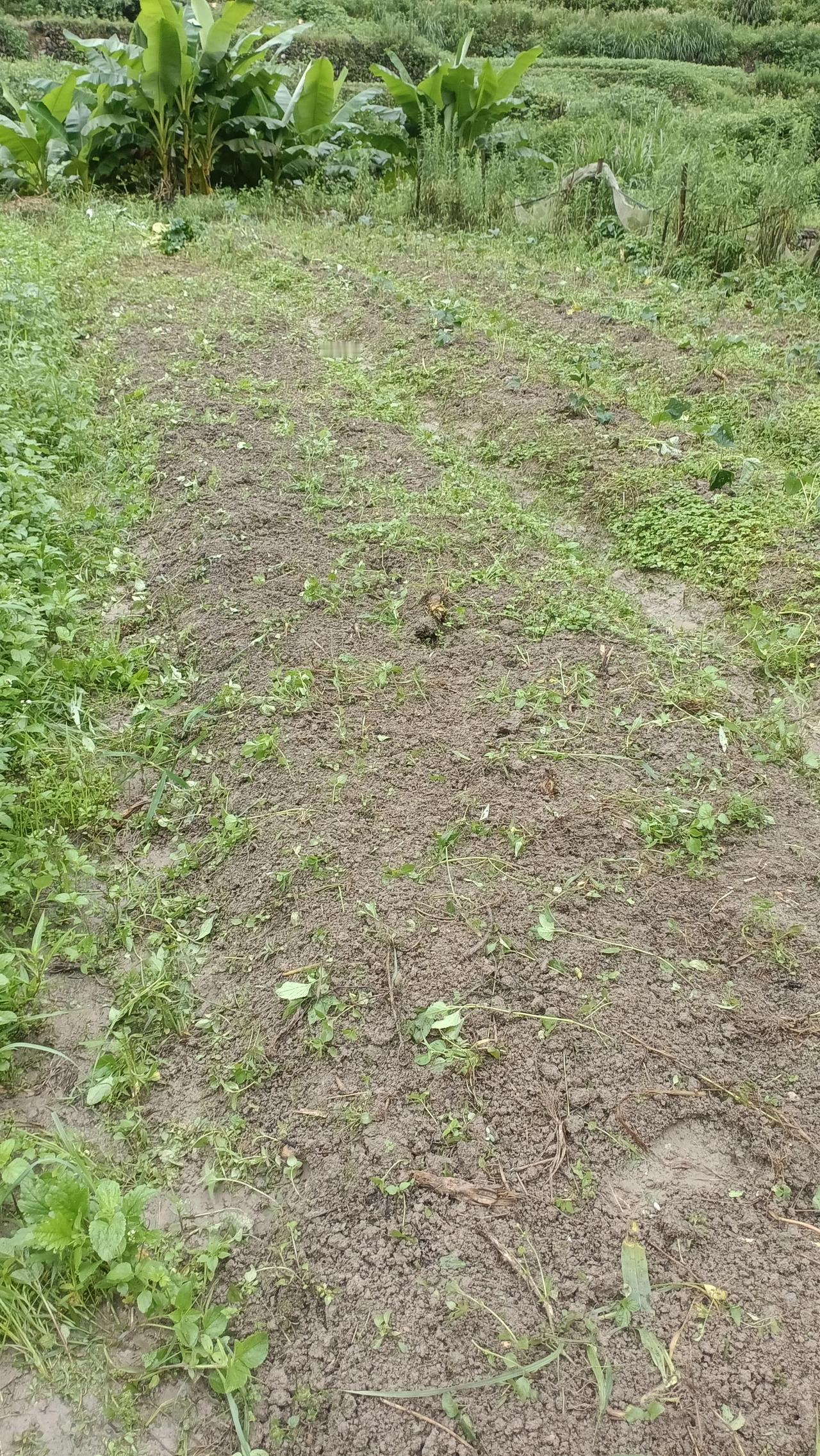 去年自己拿铁铲一点点翻过来的地，种了牛皮菜，排菜，已经收割完喂了猪，长满了杂草，