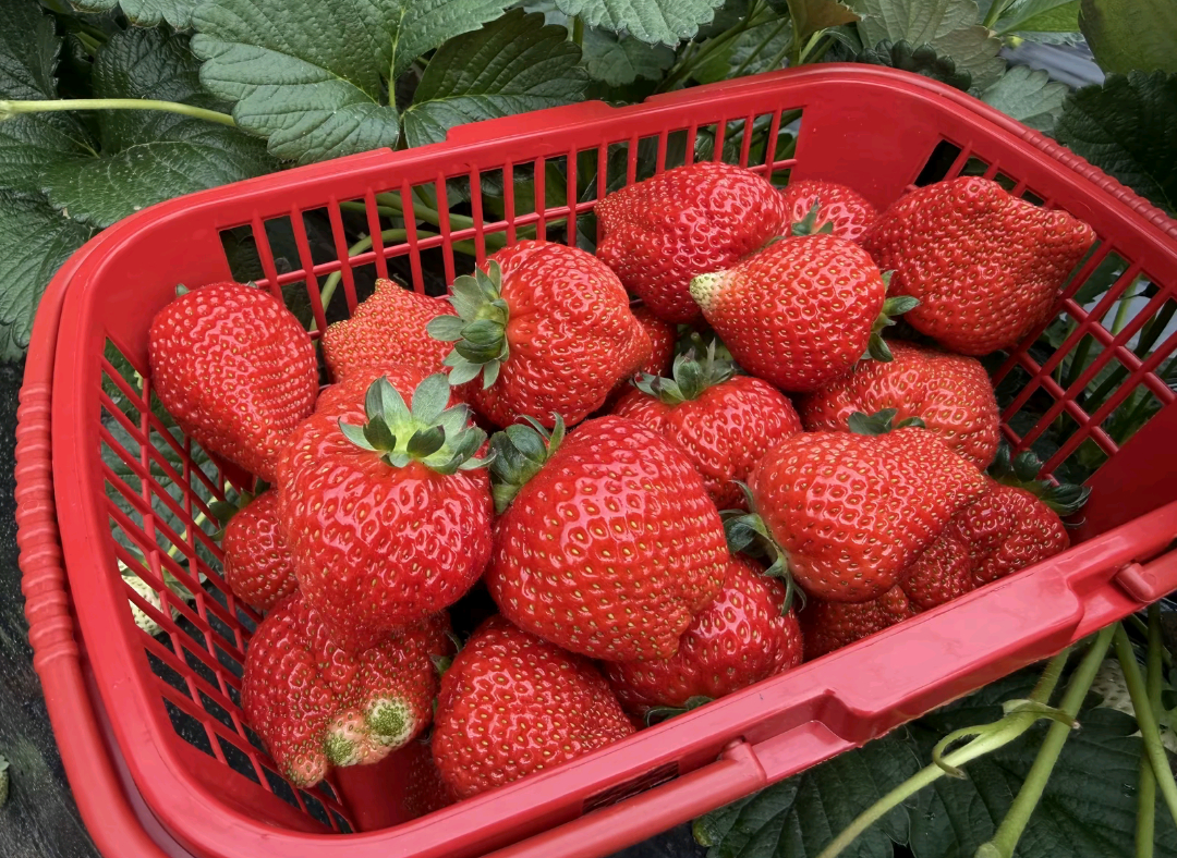 车厘子或痛失年货水果C位 告诉车厘子，它被遗弃了。车厘子好坏难辨，尾季品质不稳，