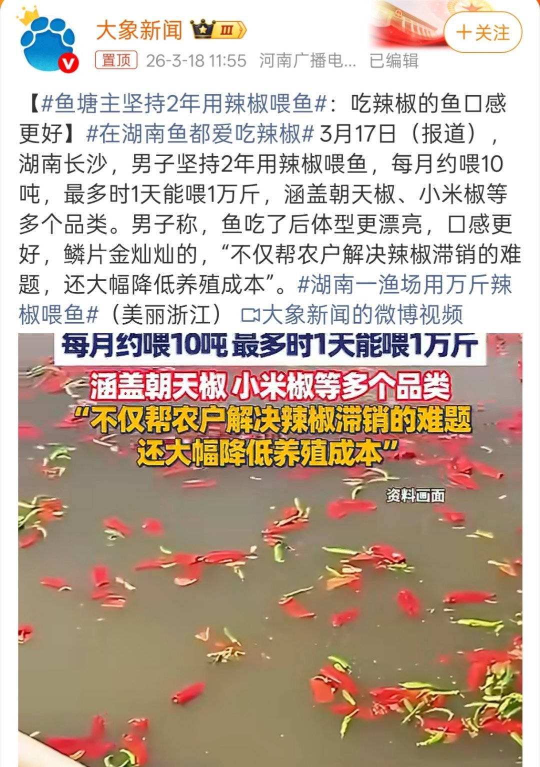 鱼塘主坚持2年用辣椒喂鱼辣了就喝水，饱了就吃辣椒开胃，不过问题来了，鱼肉会带辣味