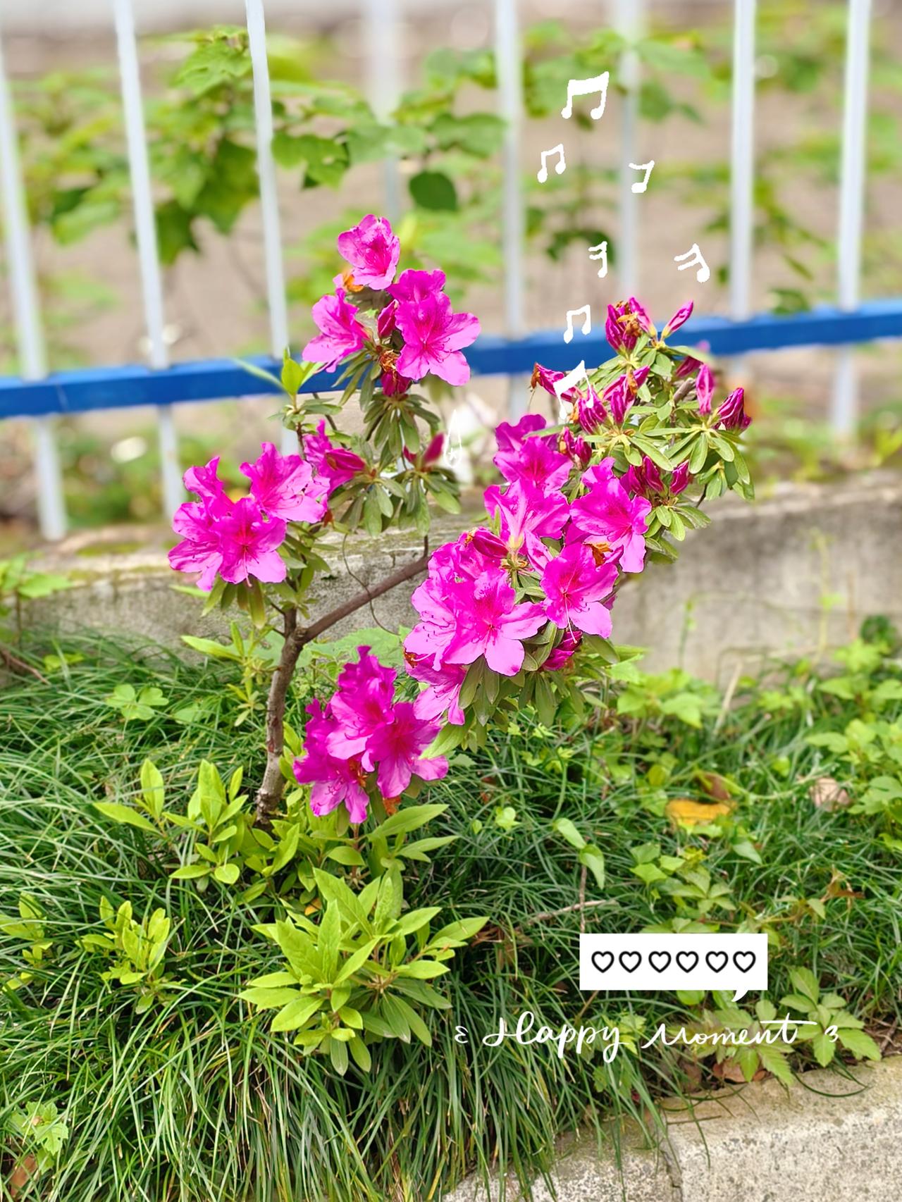 路过花事，
撞见春天。

把春天的浪漫，
藏进花里，
写进日常。

日子平淡，