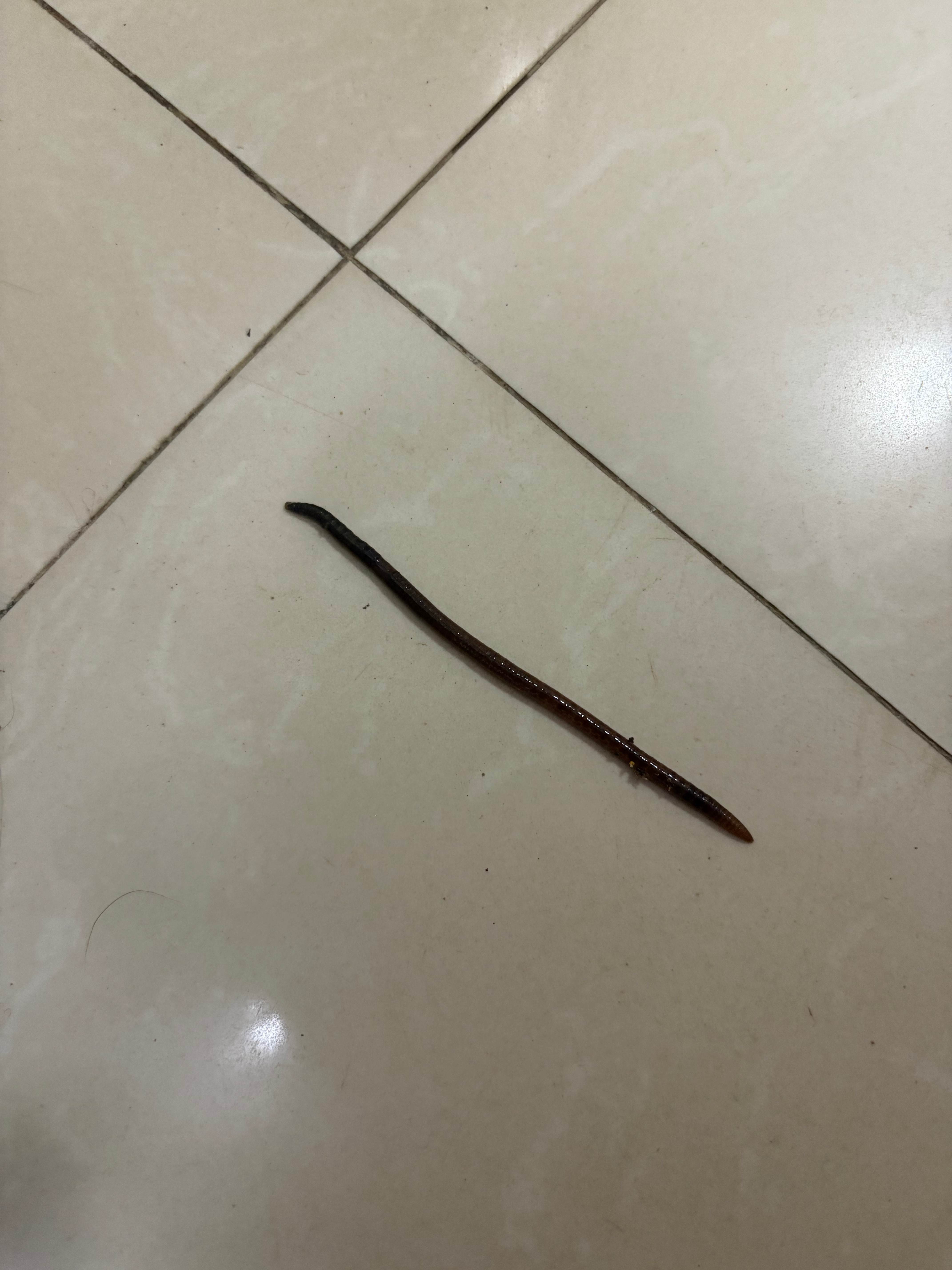 这个虫子叫什么来着的？？？ 