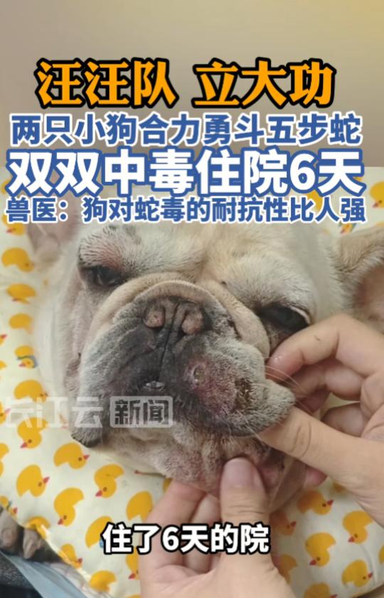 “必须奖励大鸡腿！”7月15日报道，浙江，一小狗发现蛇后，出于看家护院的本能，直