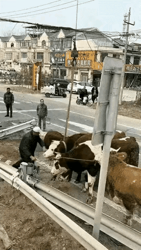 行刑式装卸，牛在空中挣扎，没有其他痛苦少的办法了吗？