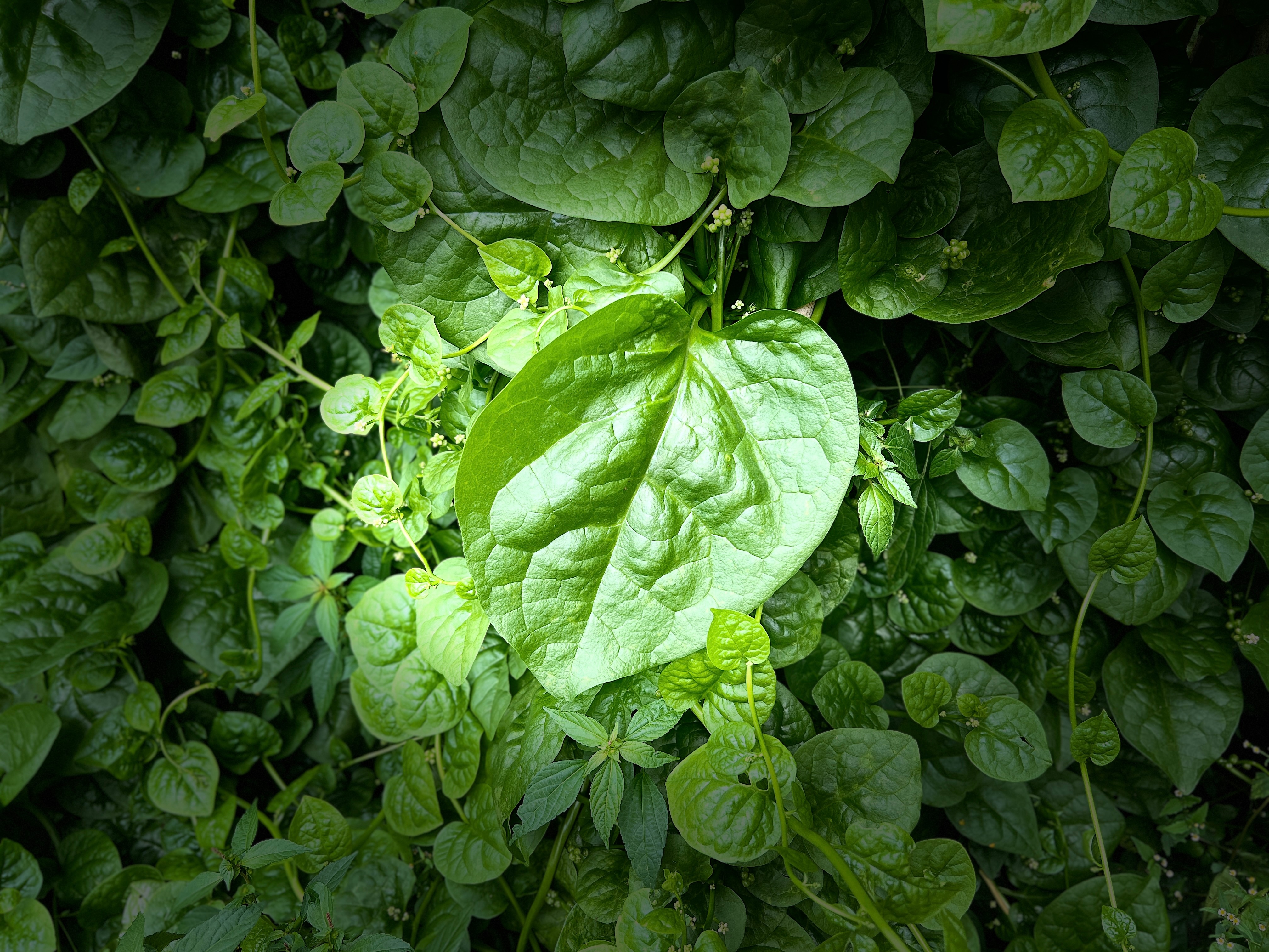 有谁见过这么大片的木耳菜叶子吗？ ​​​