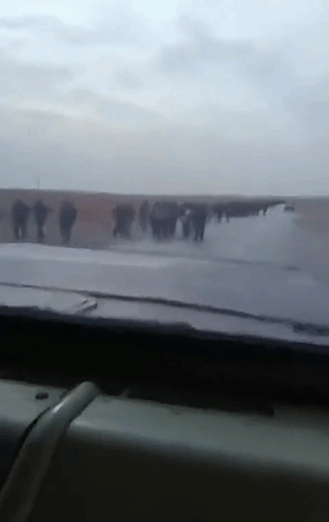 大群的叙利亚政府军，放弃坦克装甲车，扔掉手中的枪支，徒步走向伊拉克，一群群的。这