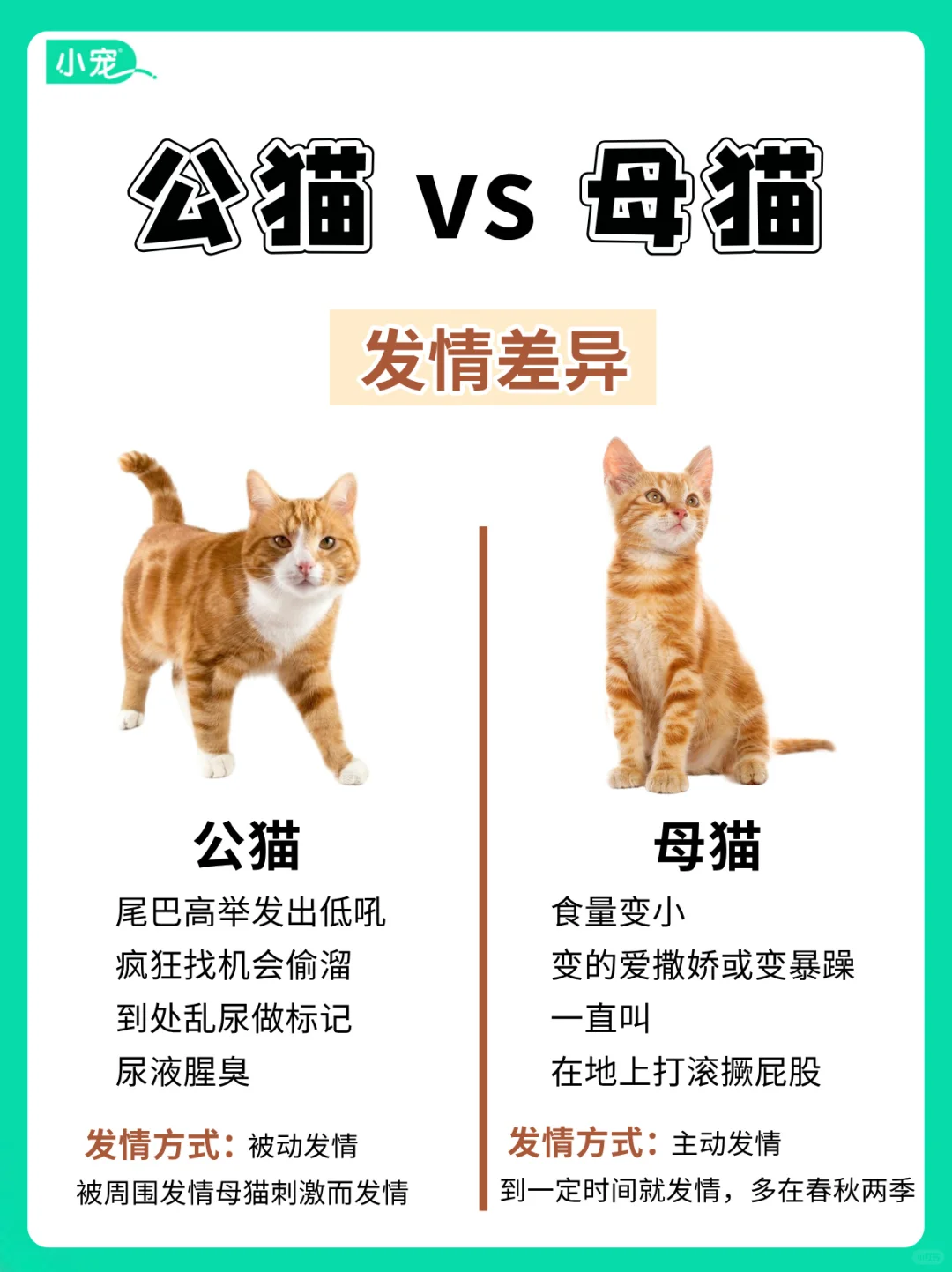 新手养猫！养公猫&母猫，一看就知道