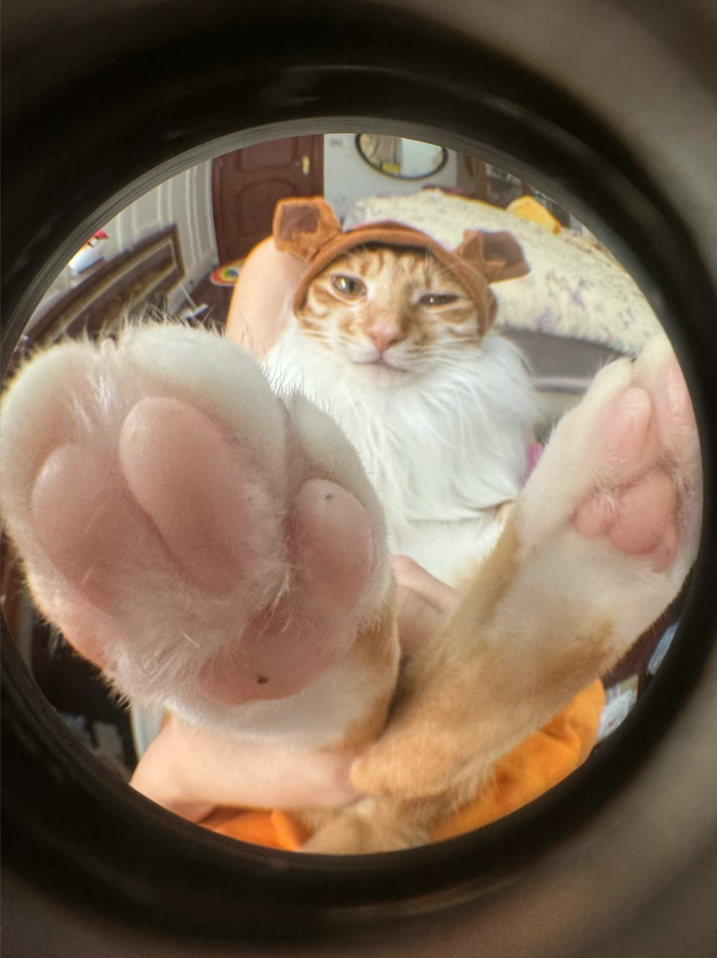 真想把这猫投诉了
