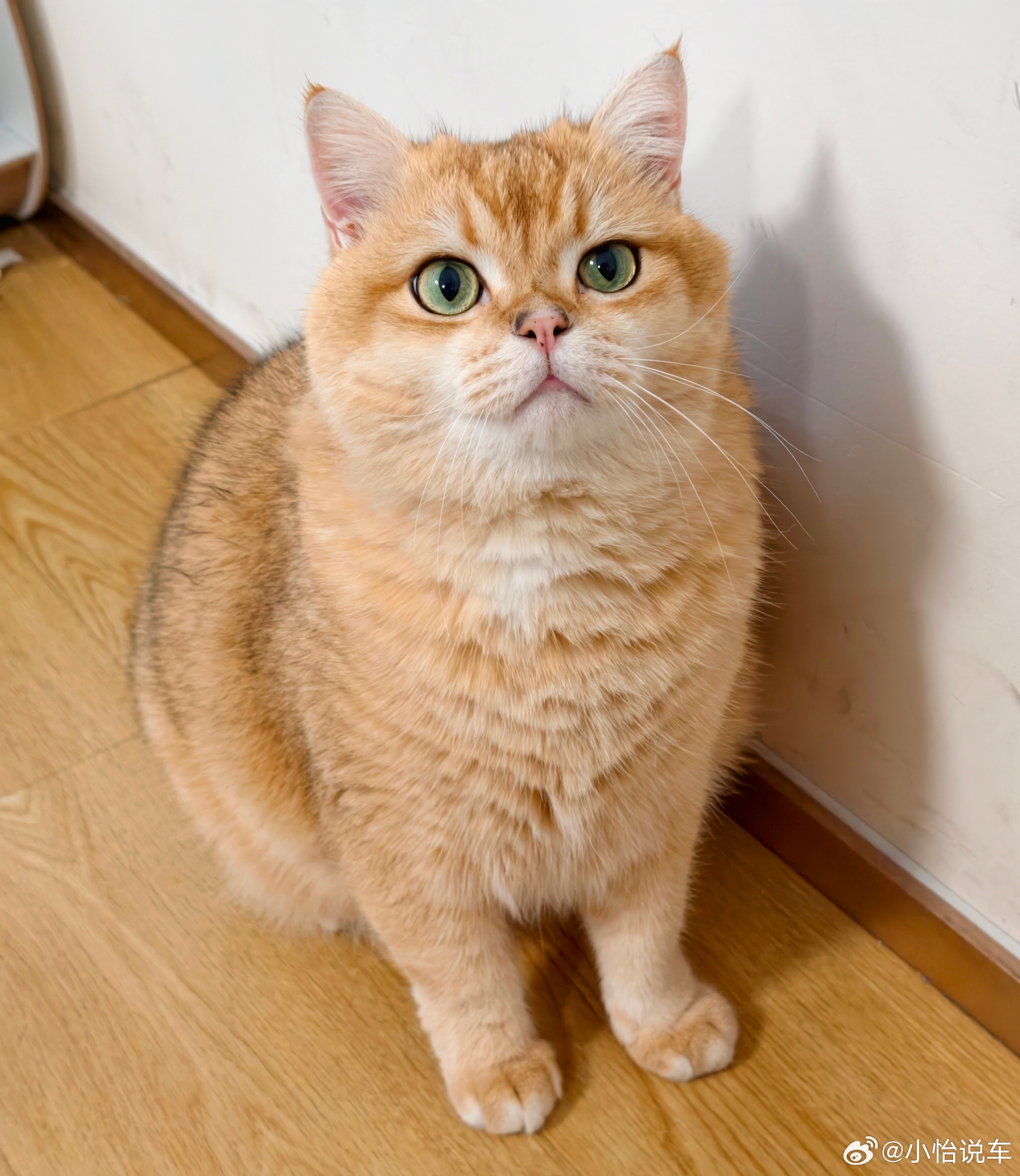 给来财换了一个新饮水机，这种饮水碗都是干净水，能自动续水，希望来财能爱上喝水，多