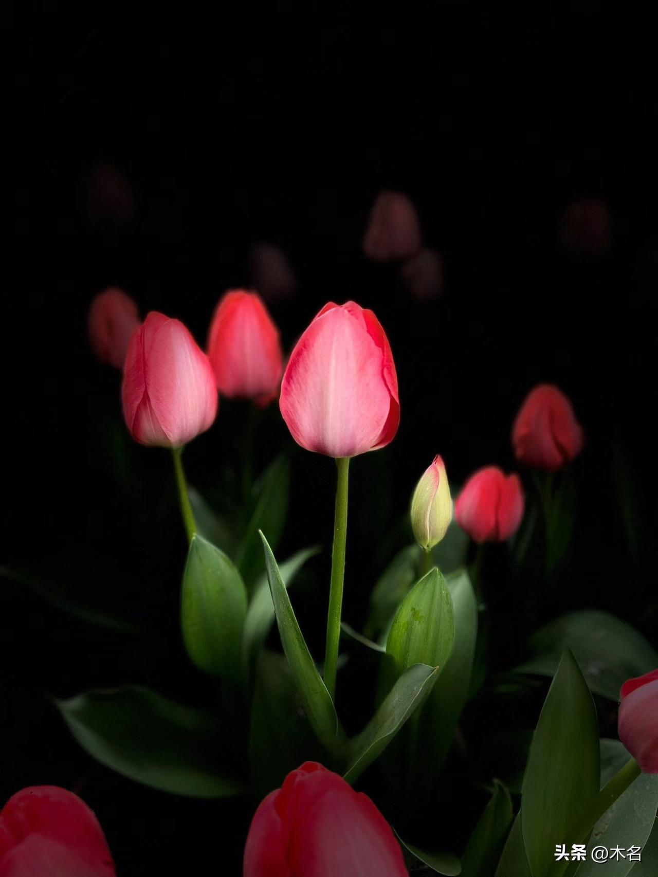 俏，把春来报。
大宁香满园。