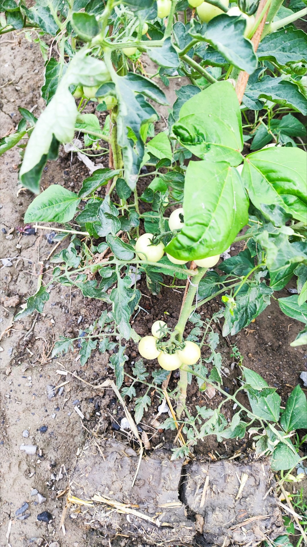 夏天老家的菜园，根本不用买菜，吃不完的