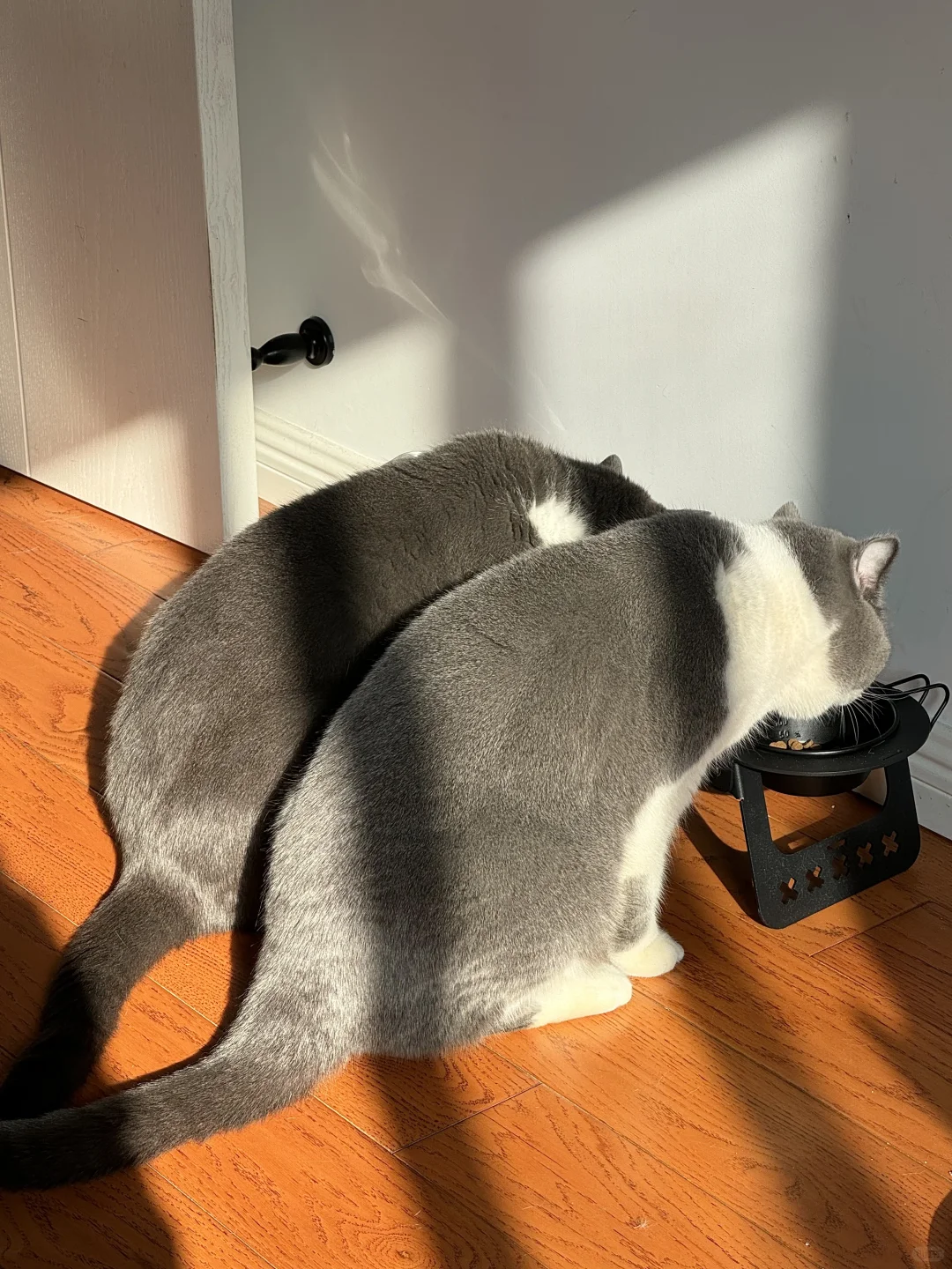 炒鸡简单的养猫攻略😆