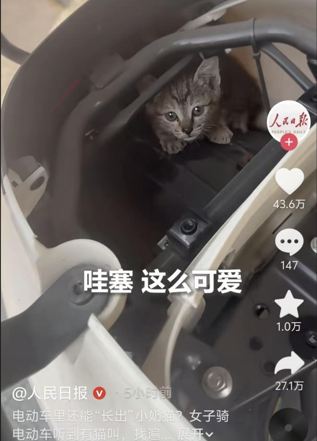 4月13号下午，深圳赵女士骑车办事，路上一直听见“喵喵”声，不响，但很执着，车一