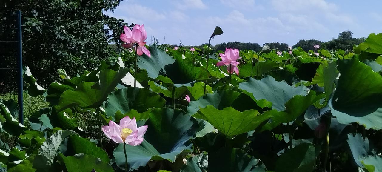 ，什么花都行