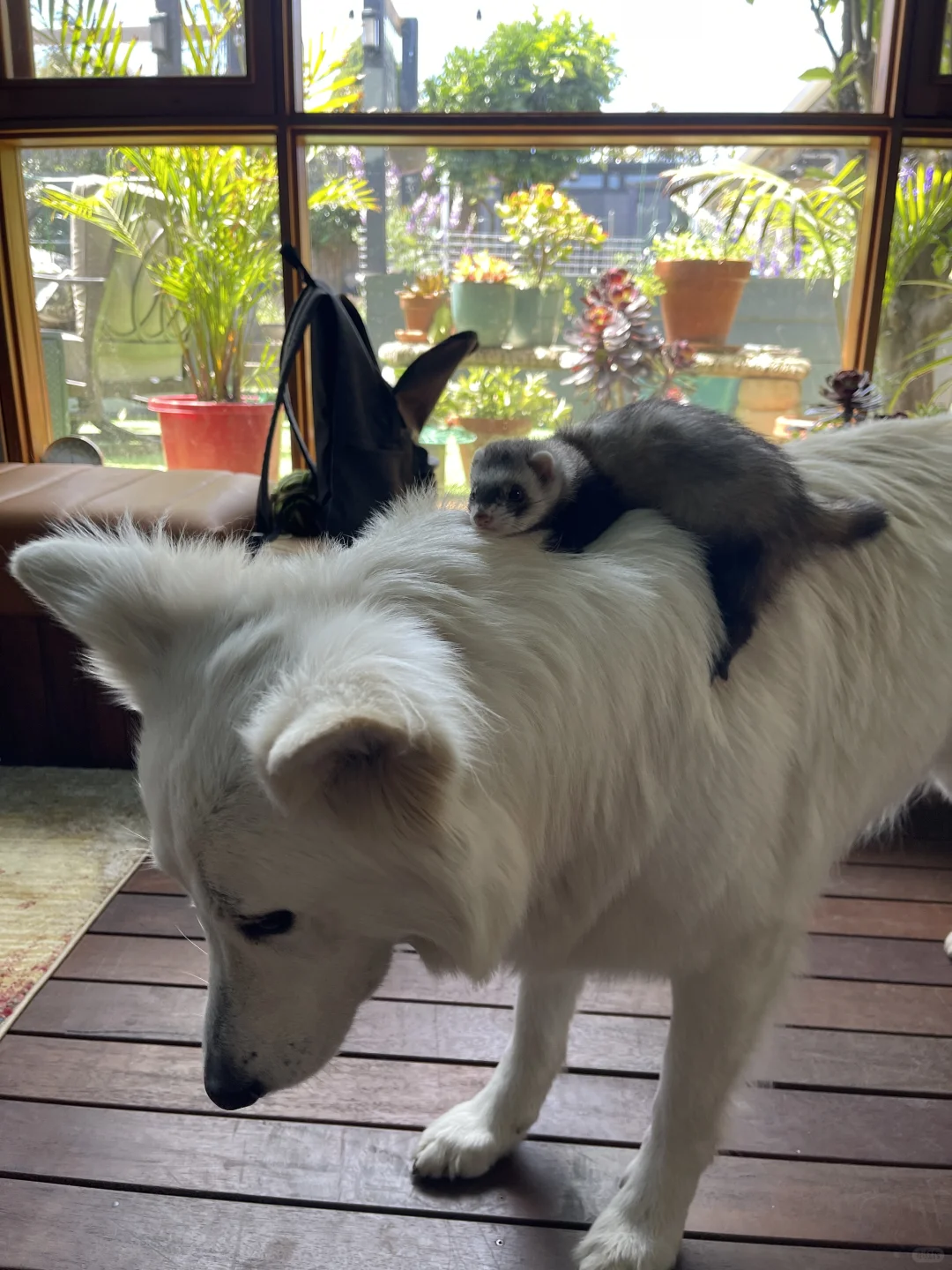 你的挂件好时髦啊