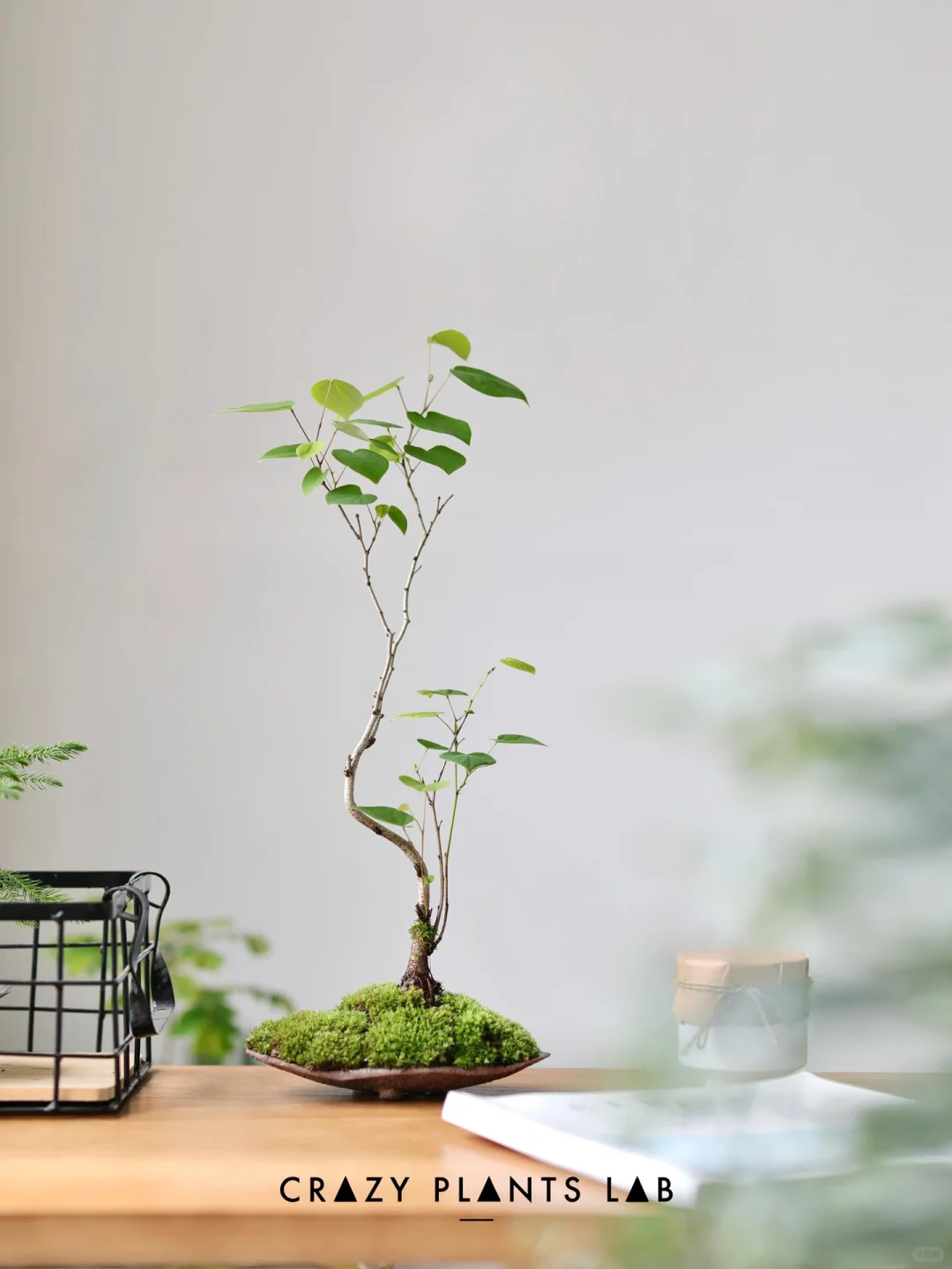 紫荆，见东方。
