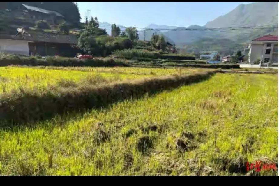 杀父骗保：人性的深渊与金钱的魔咒

在这纷繁复杂的世界里，总有一些故事让我们瞠目