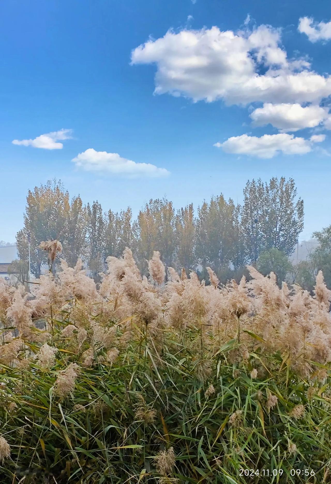 #初冬之秋景# 抓住秋的尾巴，迎接冬的来临。
