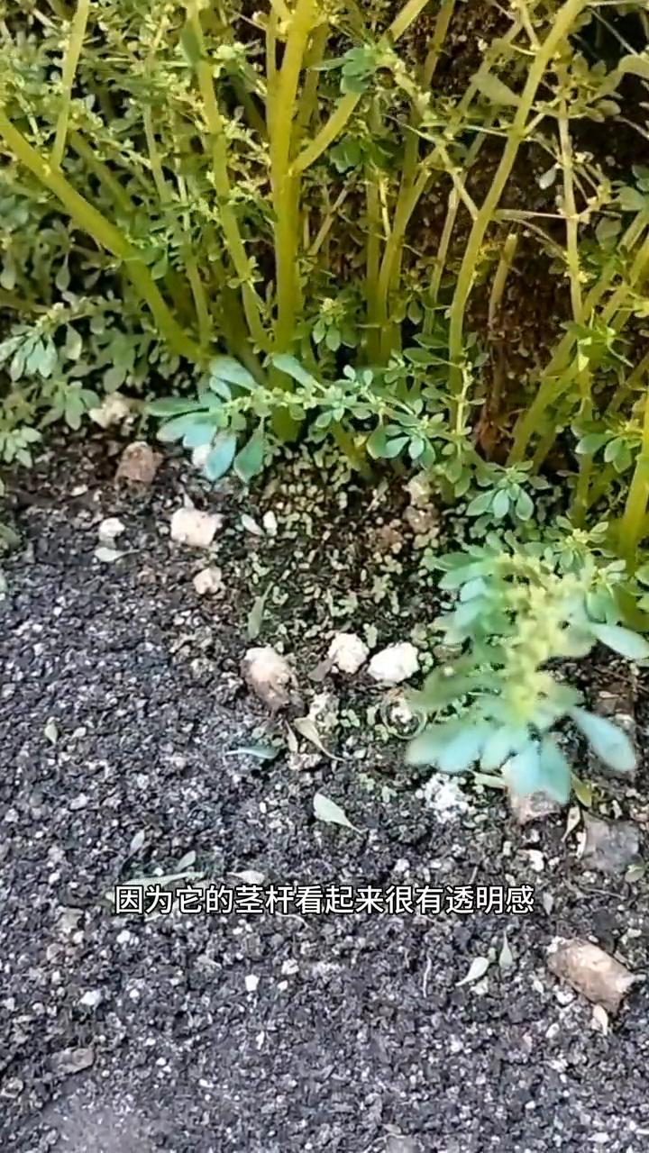 如果你家墙角边上也有这种植物，那你不妨来了解一下，它就是玻璃草，学名小叶冷水花。