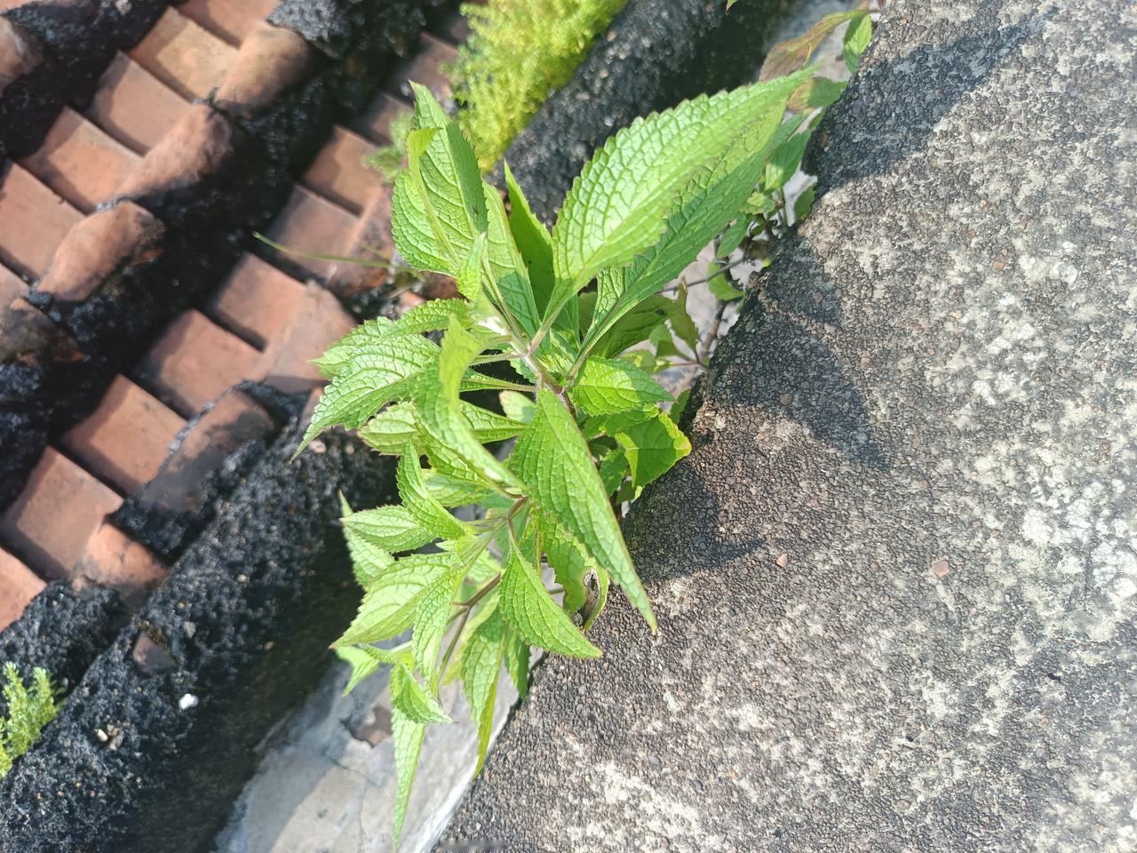 我终于知道了
在屋顶竟然有这样的生物
为什么他们会生长在这里？



你敢相信吗