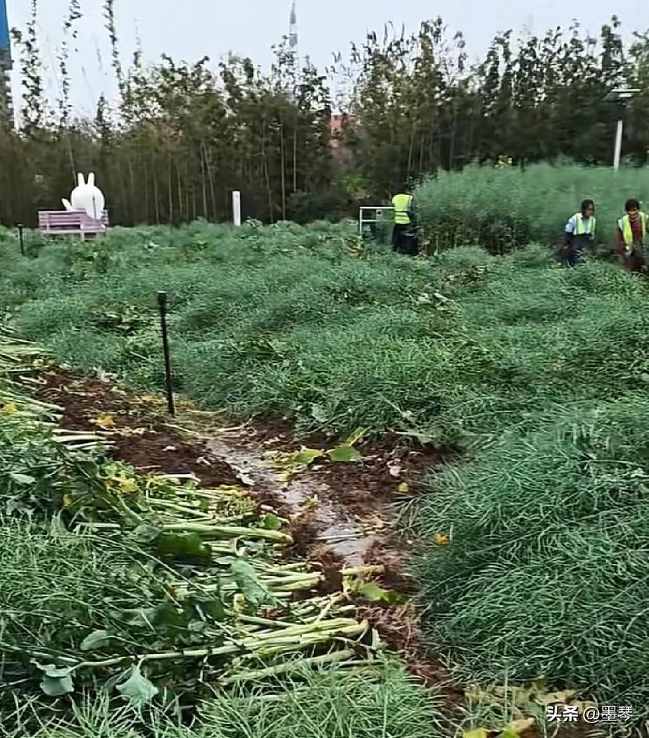 今天路过岷江花海的时候，看到这一幕，心里其实挺复杂的。
 
还没成熟的油菜籽堆满