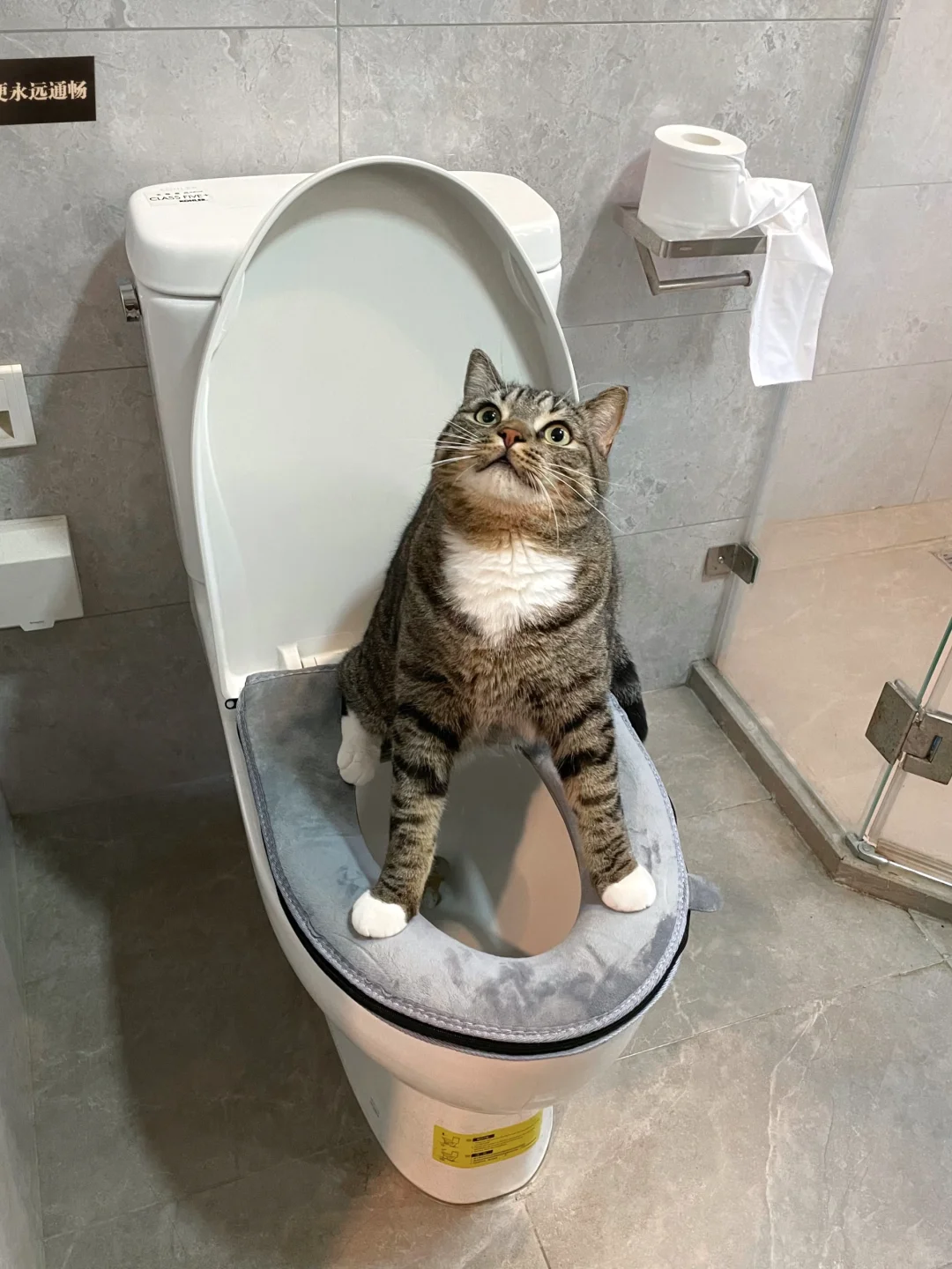 控诉这只占着茅坑不拉屎的猫...