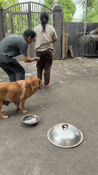中华田园犬也挺聪明的啊[呲牙]