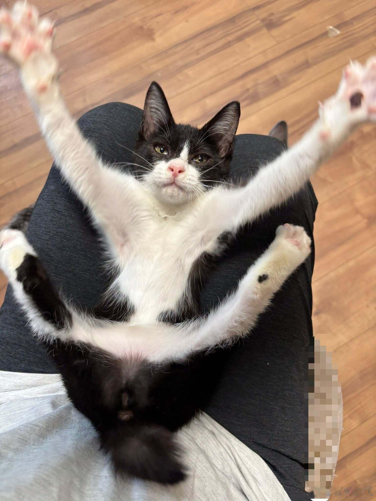 推主：它真的是一只猫吗？ ​​​